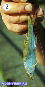 The hook looks out of the corner of the mouth and reliably detects the eel and walleye