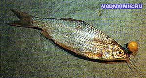 Если зафиксировать рыбку с помощью кукурузного зернышка на жале, она не слетит с крючка во время силового заброса