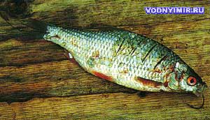 Чтобы в воде оказалось больше пахучей тканевой жидкости, эксперты делают на теле рыбки с обеих сторон вертикальные надрезы