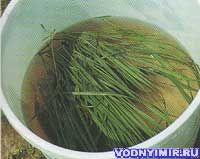 Пучок травы служит рыбкам укрытием, поэтому они не выпрыгивают из ведра