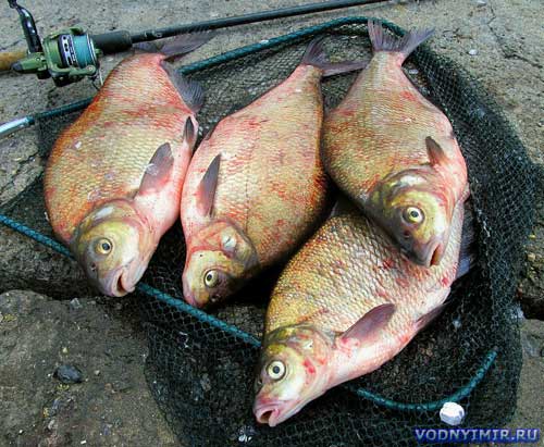 Secrets of bream fishing for novice anglers — baits, attachments, gear, location selection