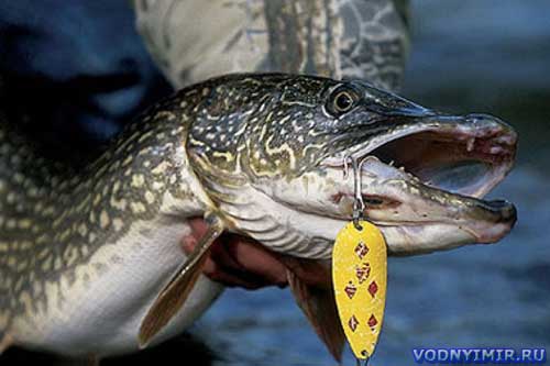 Pike for a spinner