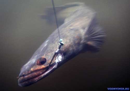 Snakehead fishing, baits and attachments