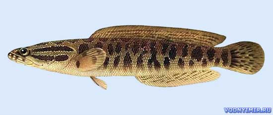 Snakehead fish — description, habitat, fishing, attachments