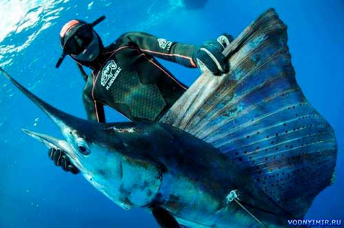 Популярные виды добычи и лучшие места для подводной охоты в мире