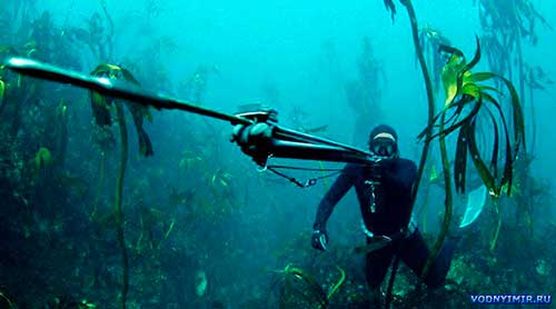 Как стать опытным подводным охотником